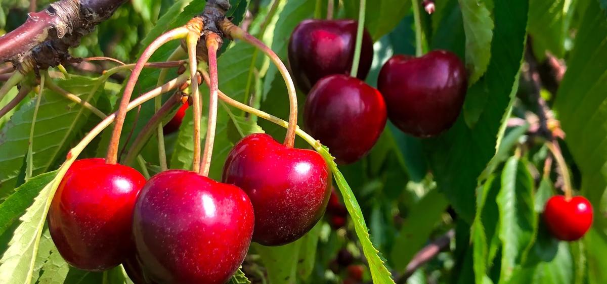 Red cherries on a branch