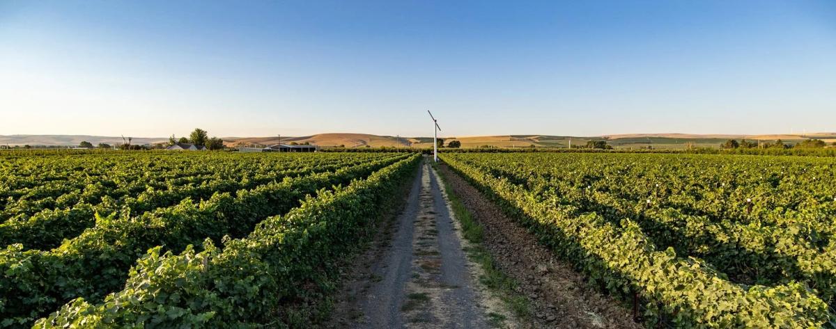 Vineyard Landscape