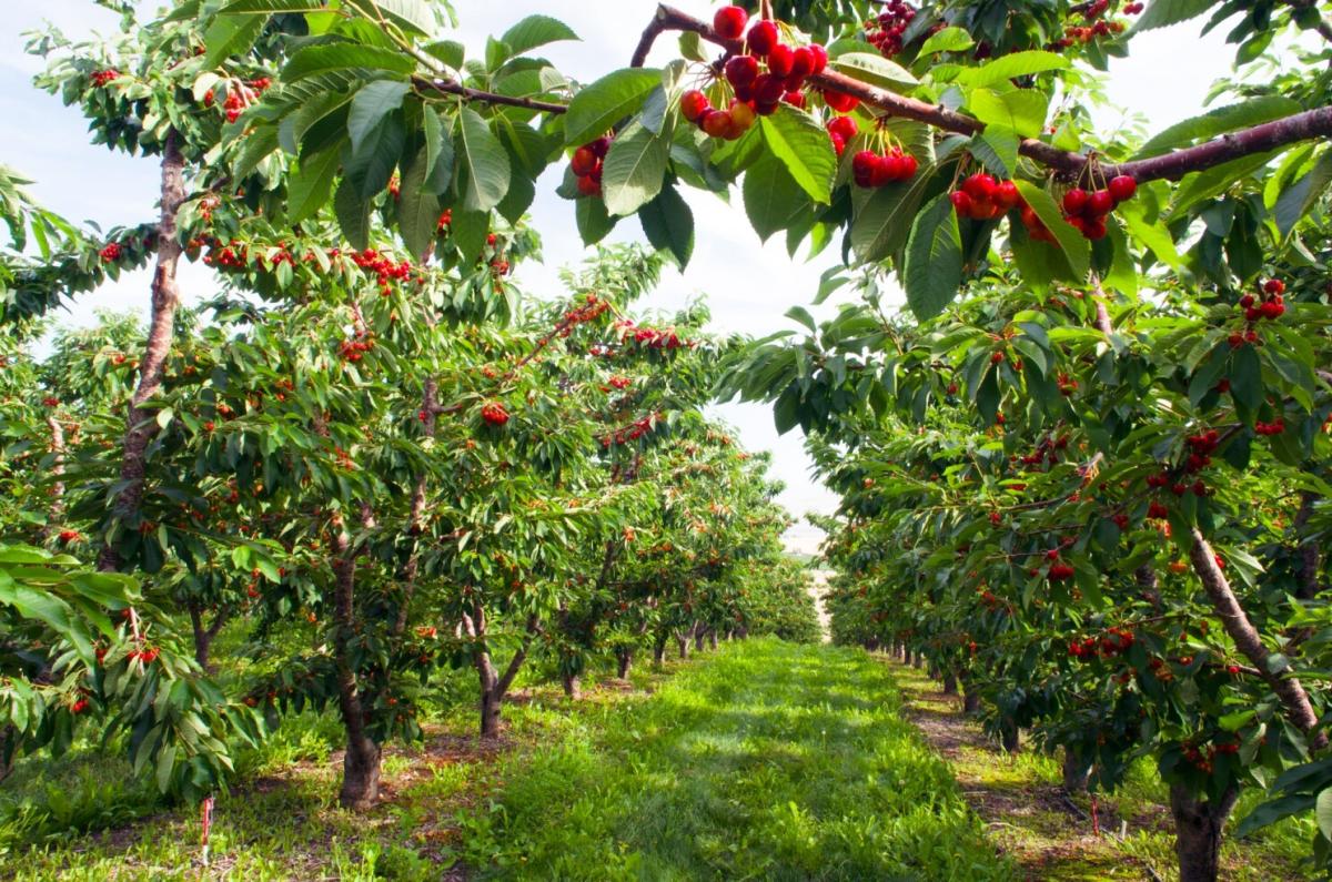 Cherry Orchard row of trees