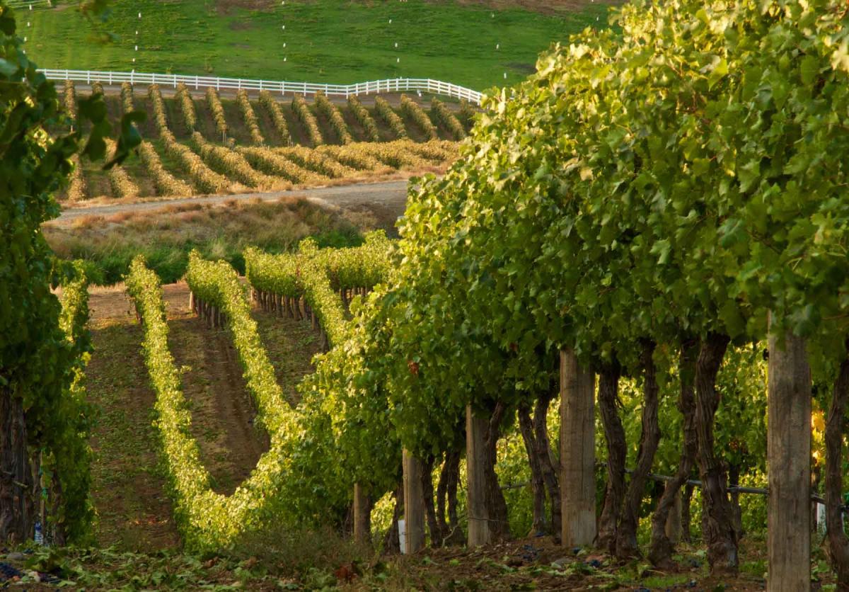 Sheridan Vineyard hill with grapes