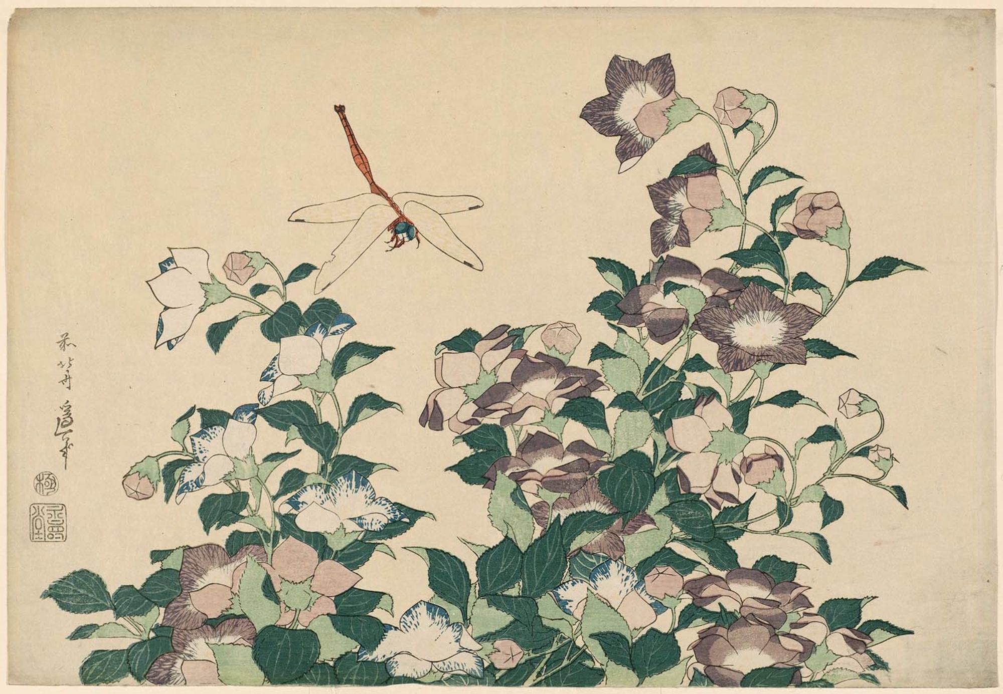 Bellflower and Dragonfly - Hokusai